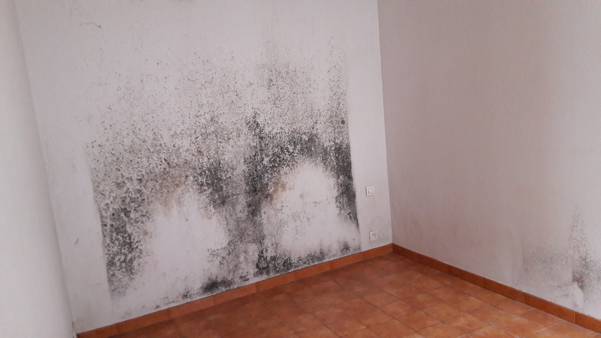 Moisissures - Expertise humidité à Bourges